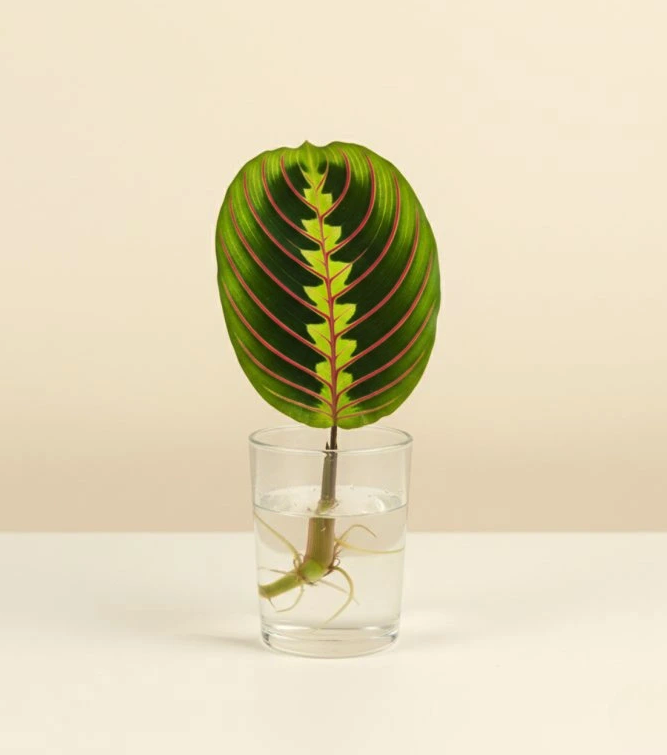 Marantha leuconeura Fascinator - Řízek